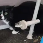 Kat drie maanden opgesloten in woning na overlijden baasje: ‘Moederziel alleen en aan haar lot overgelaten!