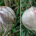 Een jongen vindt een gebroken ei in de tuin. Na een paar seconden hapte iedereen naar adem bij wat eruit kwam